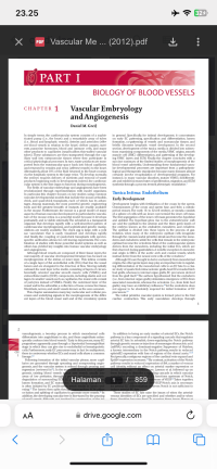 Image of Vascular Embryology and Angiogenesis